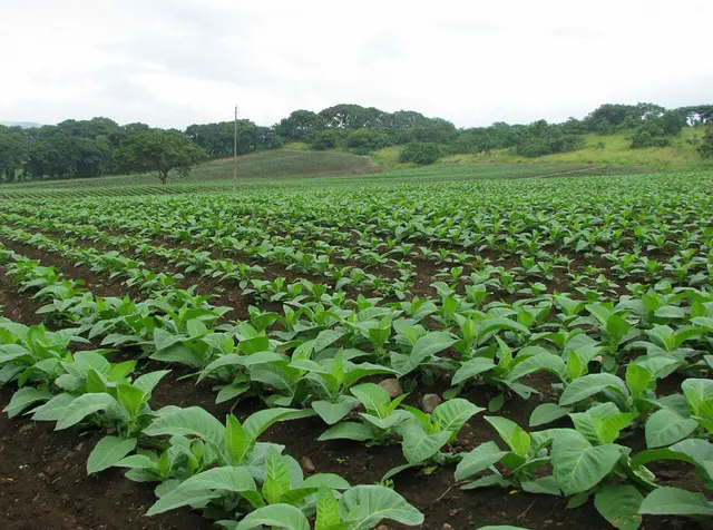 Field of tobacco plants with lush green leaves, surrounded by trees and a pole in the background