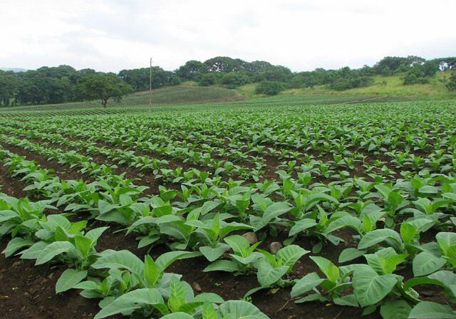 Field of tobacco plants with lush green leaves, surrounded by trees and a pole in the background